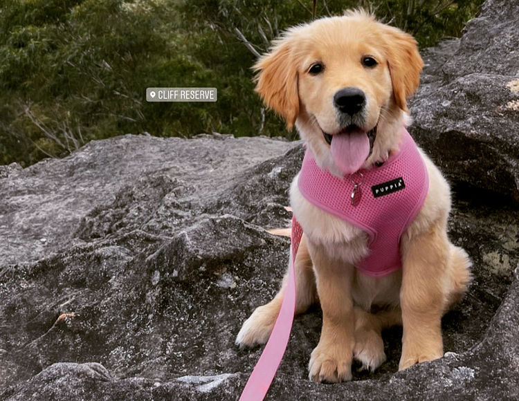 Home of Goldens - Golden Retrievers