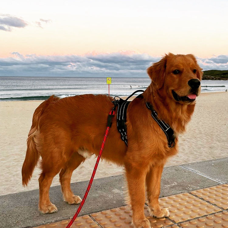 Home of Goldens - Golden Retrievers