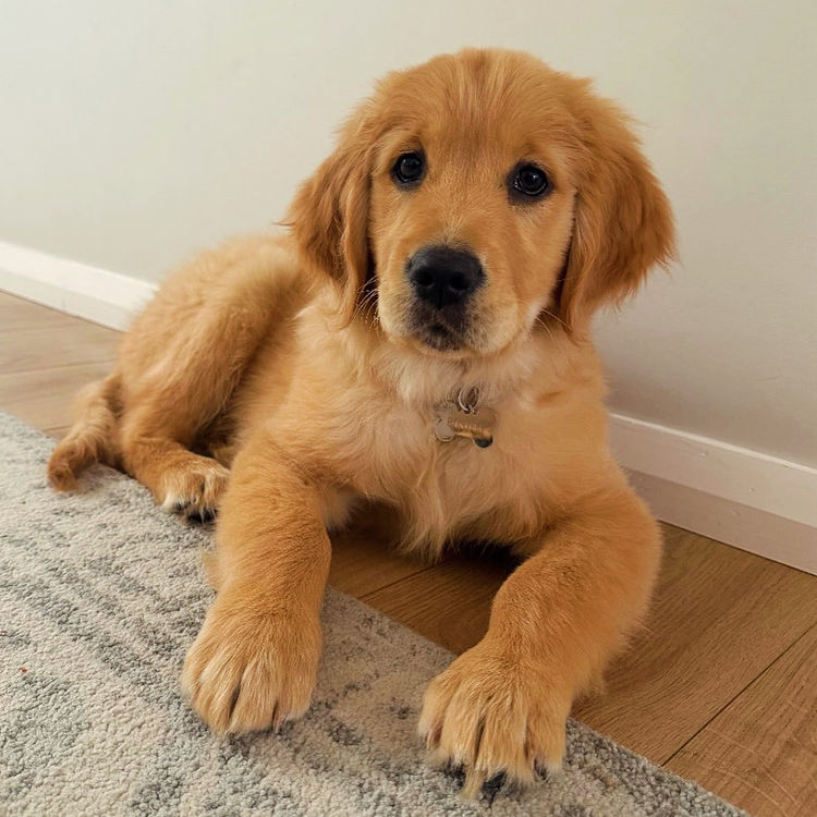 Home of Goldens - Golden Retrievers
