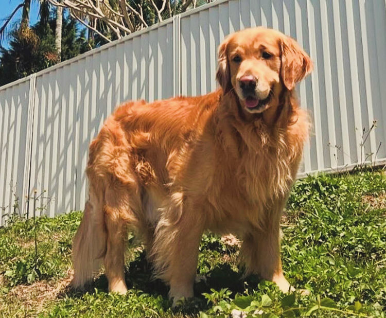 Home of Goldens - Golden Retrievers