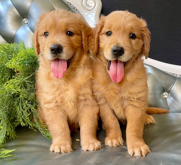 Home of Goldens - Golden Retrievers