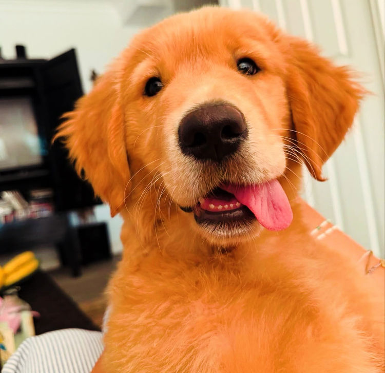 Home of Goldens - Golden Retrievers