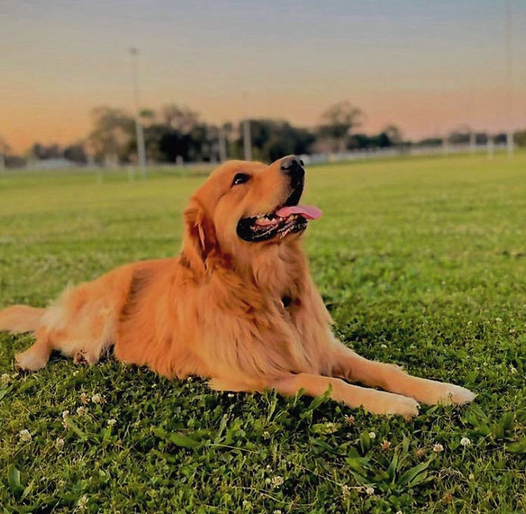 Home of Goldens - Golden Retrievers