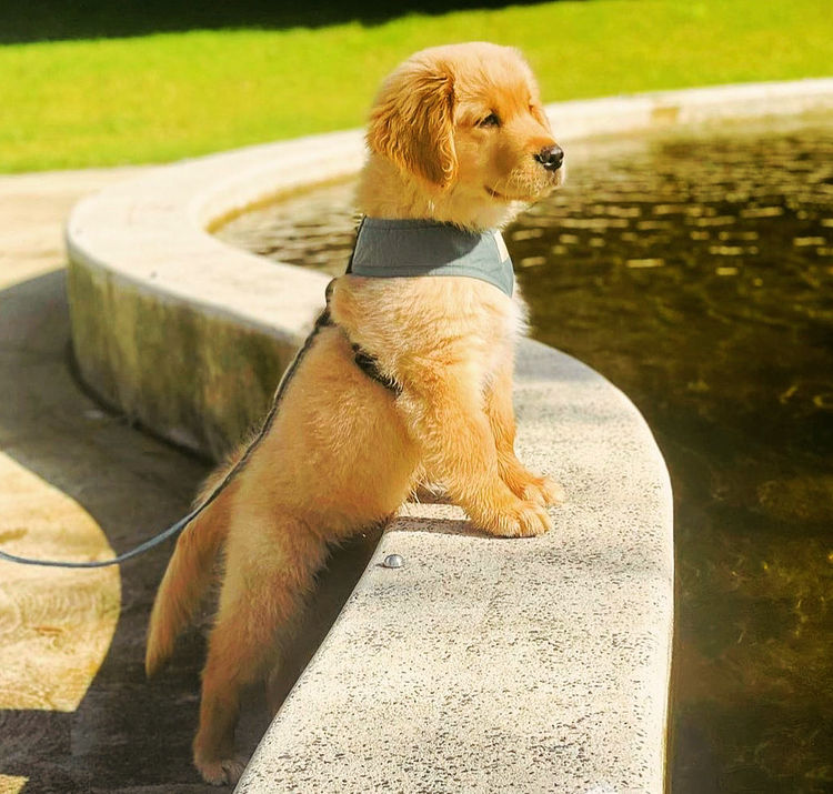 Home of Goldens - Golden Retrievers