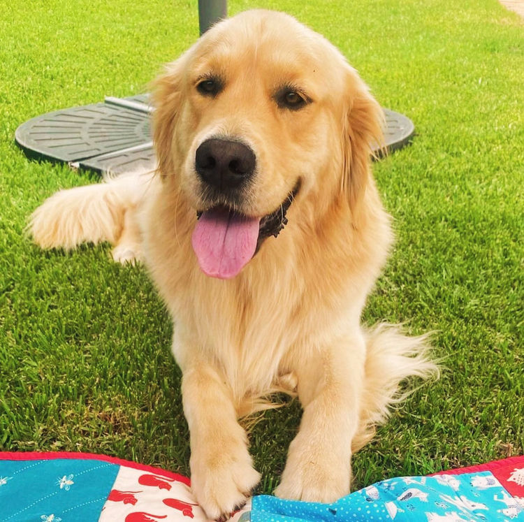 Home of Goldens - Golden Retrievers