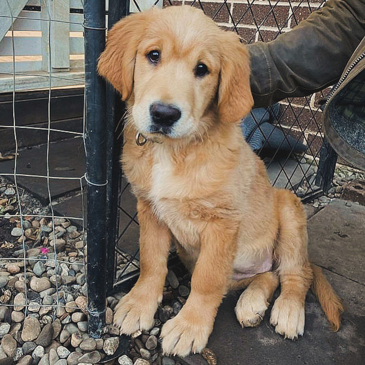 Home of Goldens - Golden Retrievers