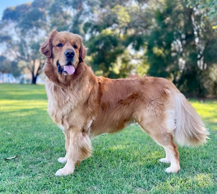 Home of Goldens - Golden Retrievers