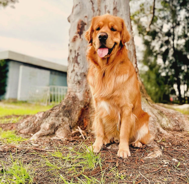 Home of Goldens - Golden Retrievers