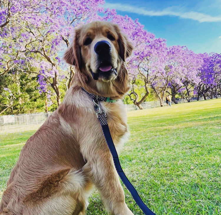 Home of Goldens - Golden Retrievers