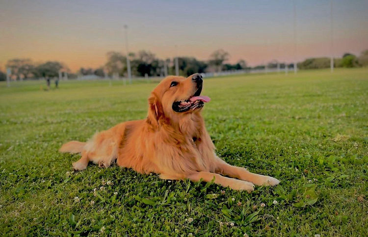 Home of Goldens - Golden Retrievers