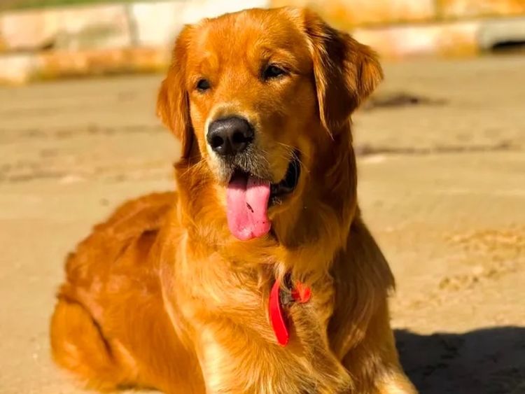 Home of Goldens - Golden Retrievers