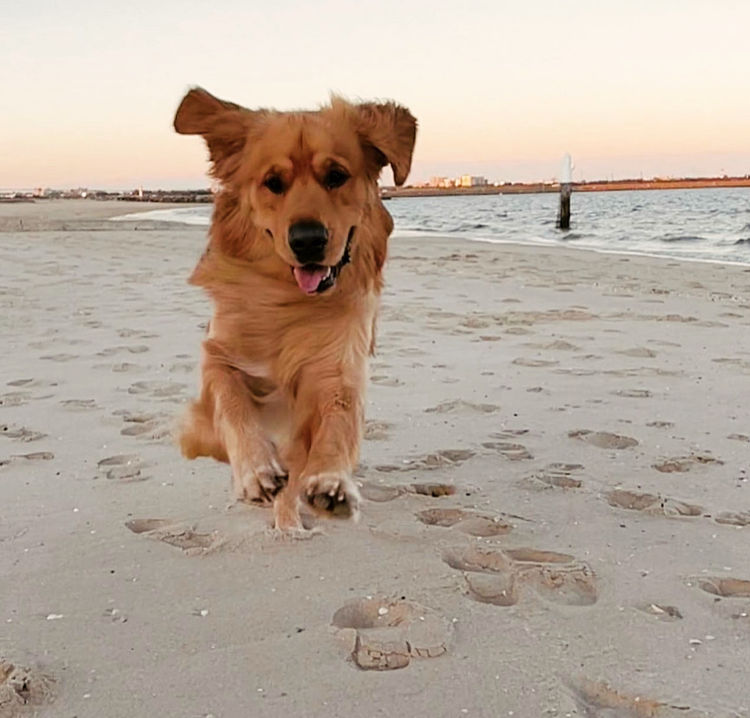 Home of Goldens - Golden Retrievers