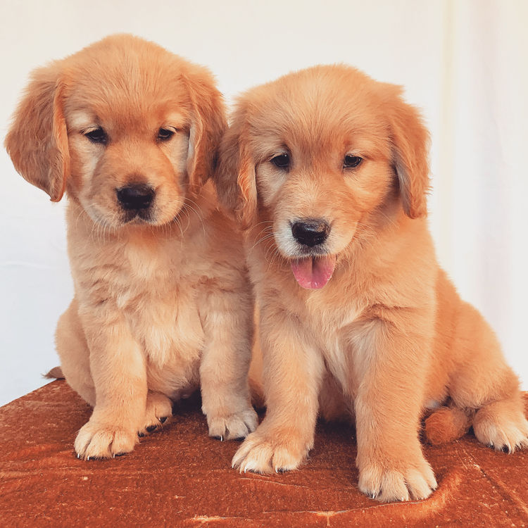 Home of Goldens - Golden Retrievers