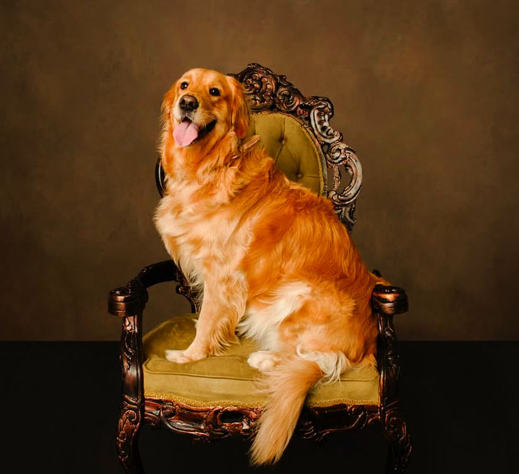 Home of Goldens - Golden Retrievers
