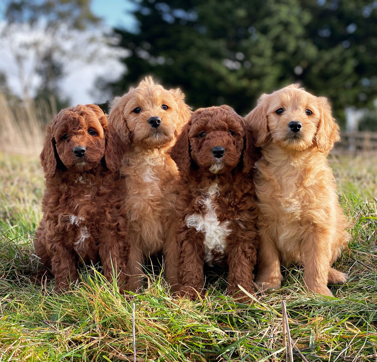 Prestige Puppies Groodles