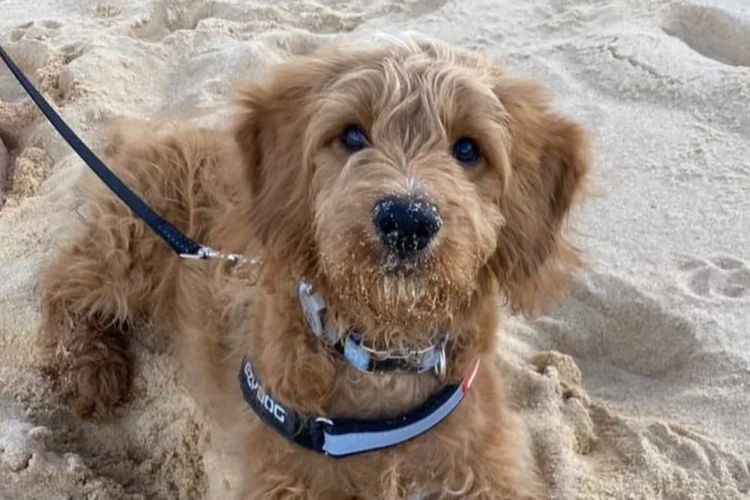 Prestige Puppies Groodles