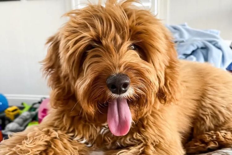 Prestige Puppies Groodles