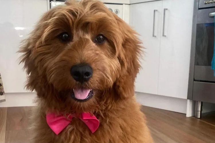 Prestige Puppies Groodles