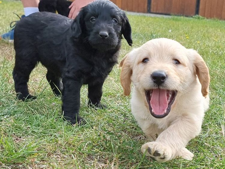 Mon Amour Labradoodles