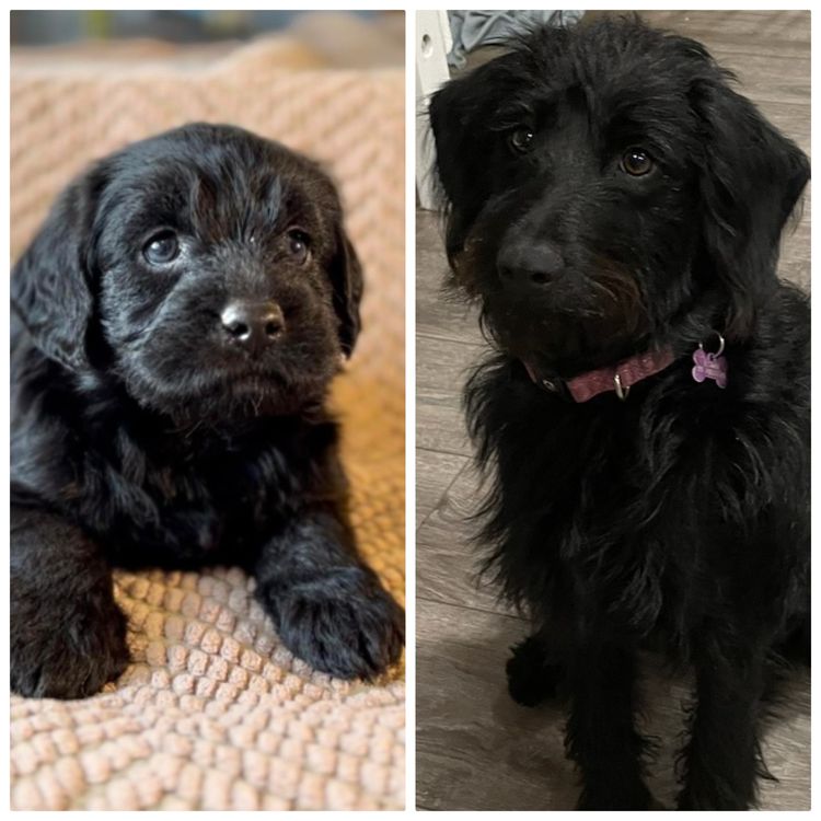 Mon Amour Labradoodles