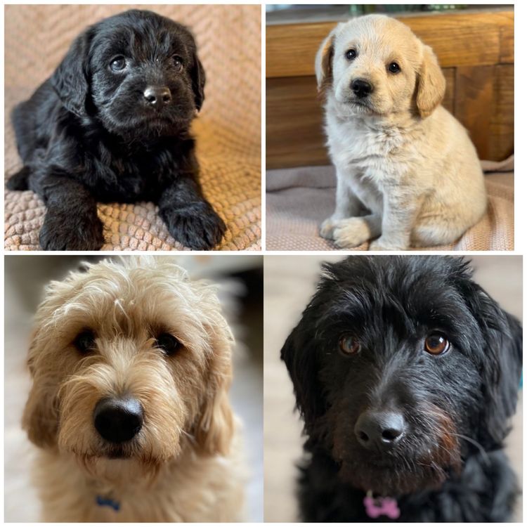 Mon Amour Labradoodles