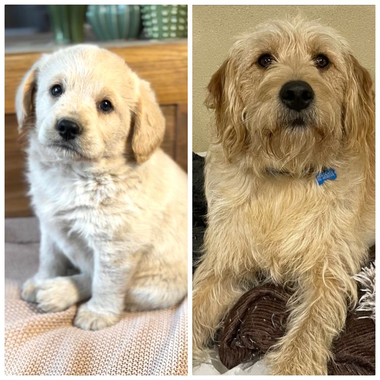 Mon Amour Labradoodles