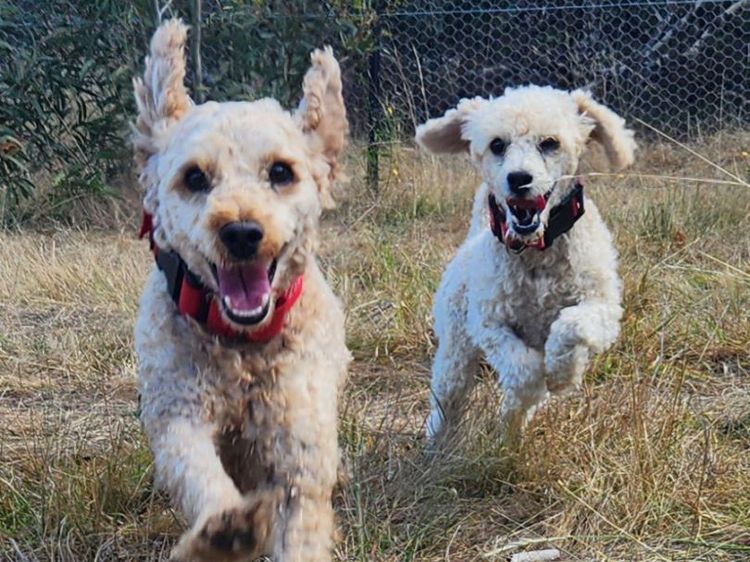 Mon Amour Labradoodles