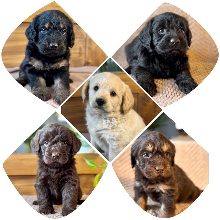 Mon Amour Labradoodles