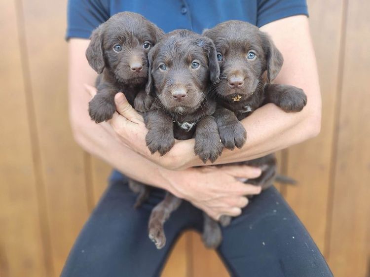Mon Amour Labradoodles