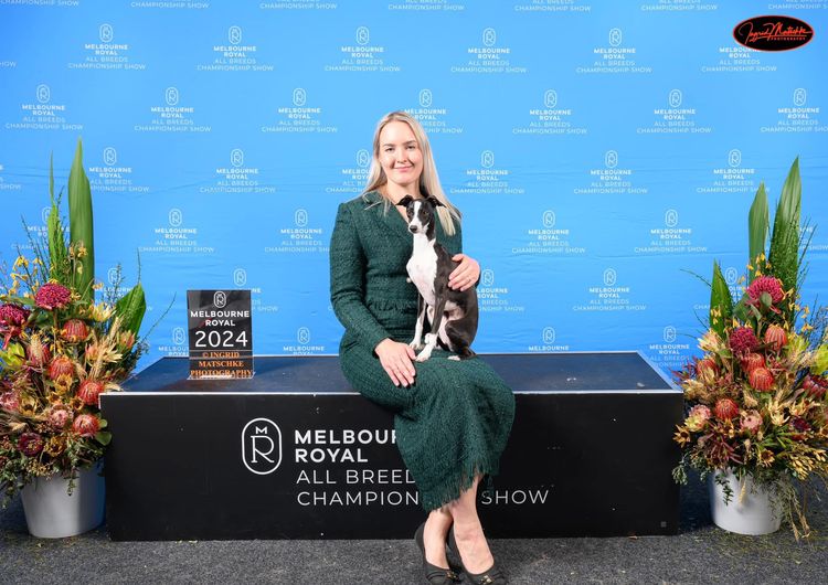 Zemzari Italian Greyhounds