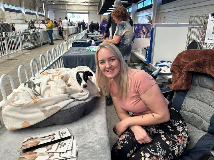 Zemzari Italian Greyhounds