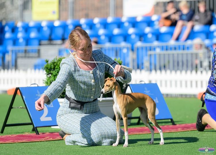 Zemzari Italian Greyhounds