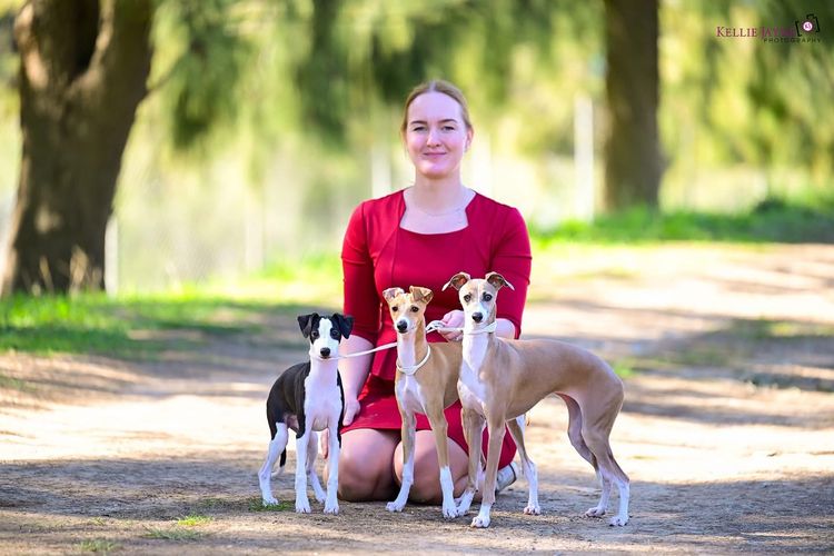 Zemzari Italian Greyhounds