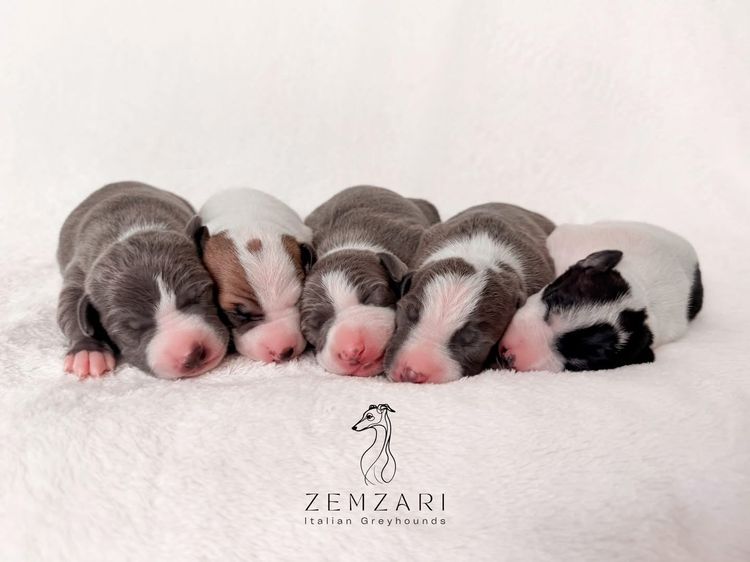 Zemzari Italian Greyhounds