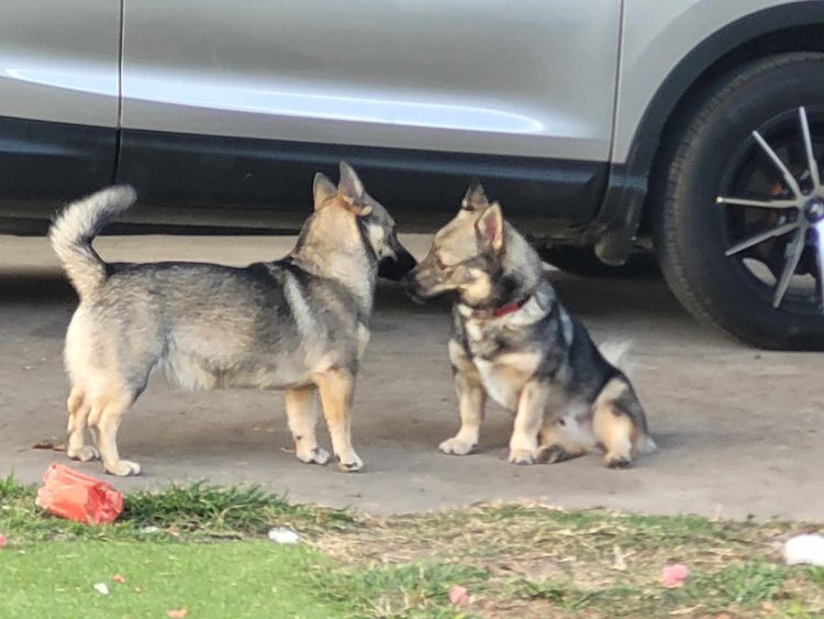 Stefindy Swedish Vallhunds