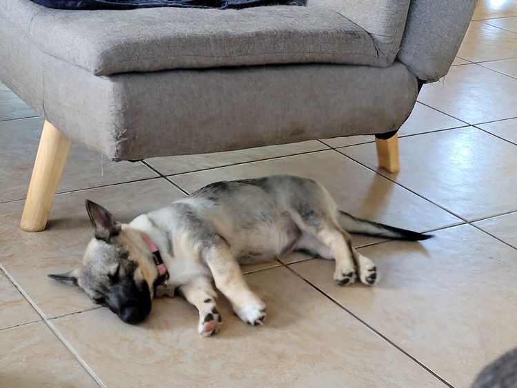 Stefindy Swedish Vallhunds