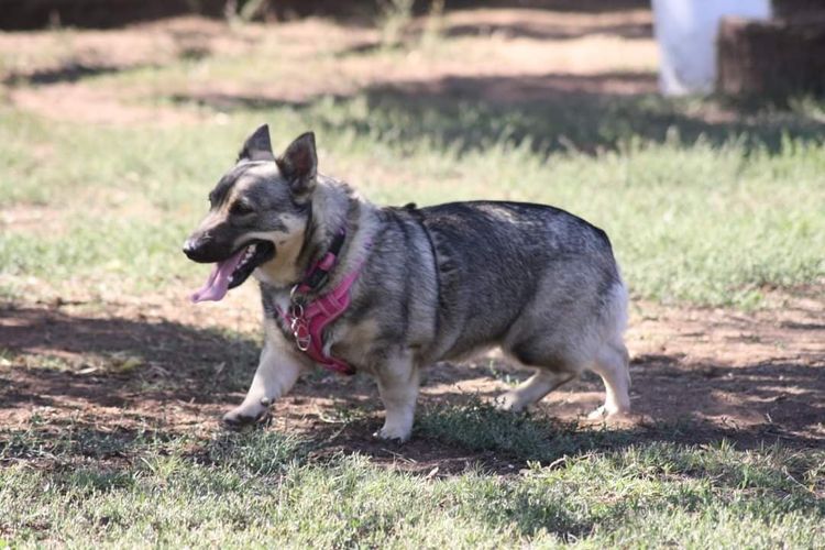 Stefindy Swedish Vallhunds