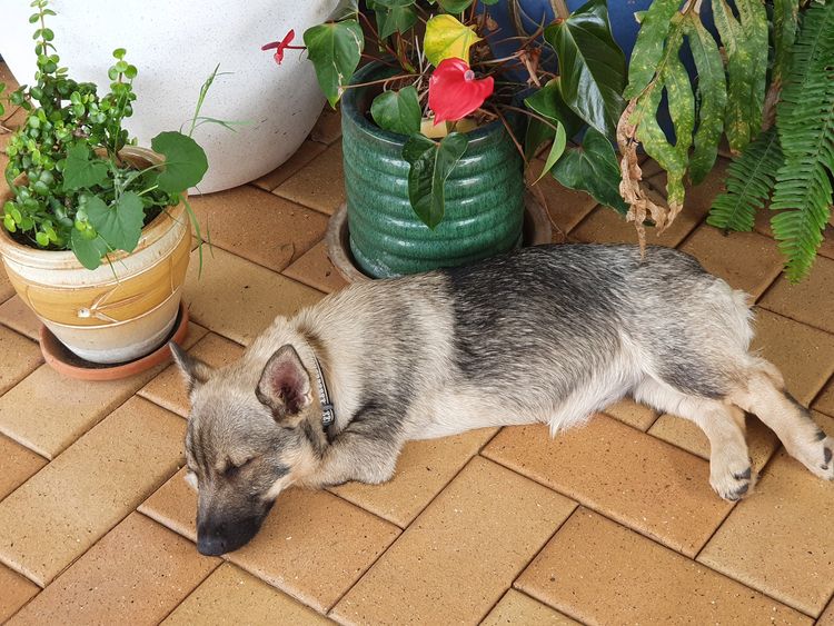 Stefindy Swedish Vallhunds