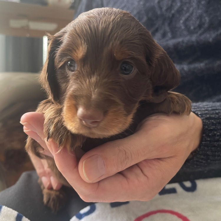 Furry Tales Mini Dachshunds