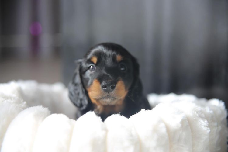 Furry Tales Mini Dachshunds