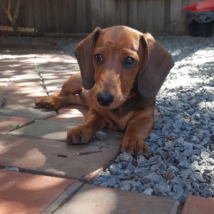 Furry Tales Mini Dachshunds