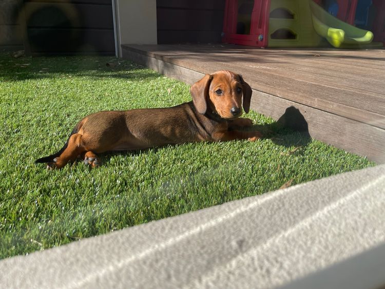 Furry Tales Mini Dachshunds