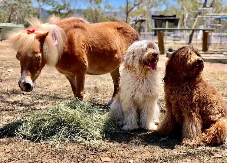 Homelytailmates Australian Cobberdogs