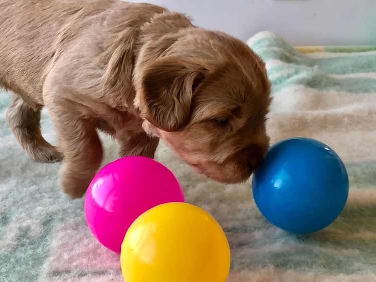 Homelytailmates Australian Cobberdogs
