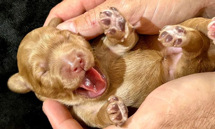 Homelytailmates Australian Cobberdogs