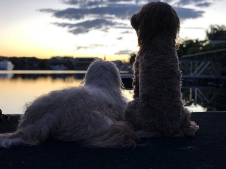 Homelytailmates Australian Cobberdogs