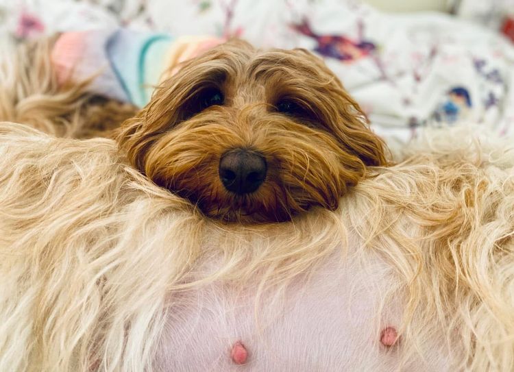 Homelytailmates Australian Cobberdogs