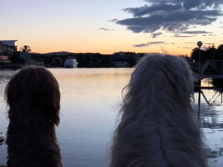 Homelytailmates Australian Cobberdogs