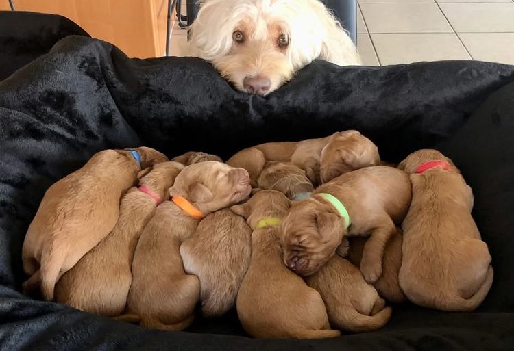 Homelytailmates Australian Cobberdogs