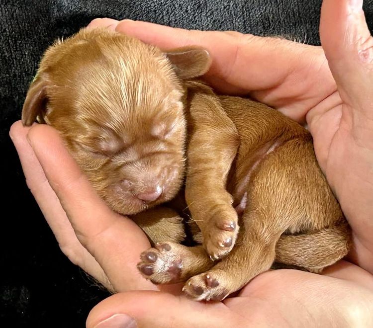 Homelytailmates Australian Cobberdogs